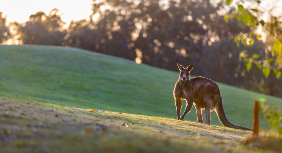 Spotting kangaroos at meditation hill in Hunter Valley, Australia