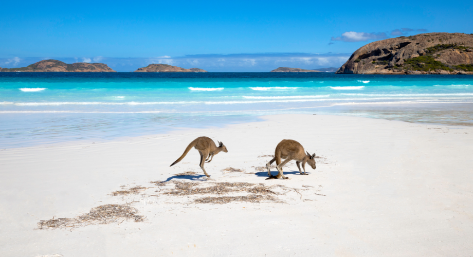 Lucky Bay in Western Australia, famous for its kangaroos