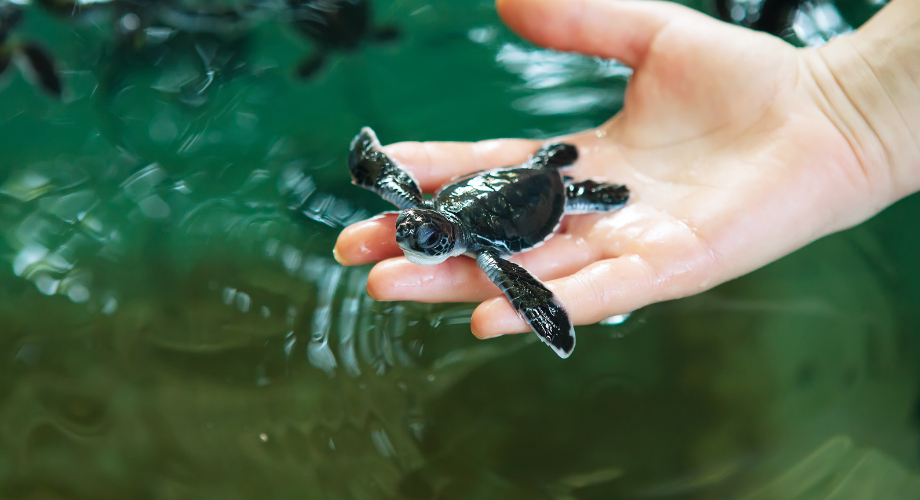 Releasing baby turtles at Bentota river 