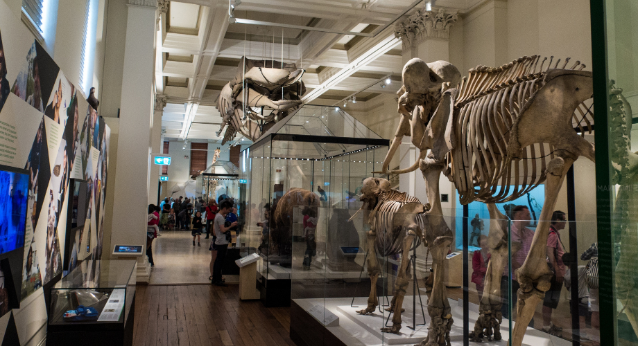 The Australian Museum: a family day out