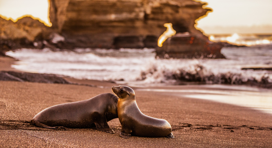 The Galapagos Ecuador
