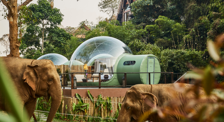 Elephants spotted at the Anantara Golden Triangle Elephant camp Chiang Rai