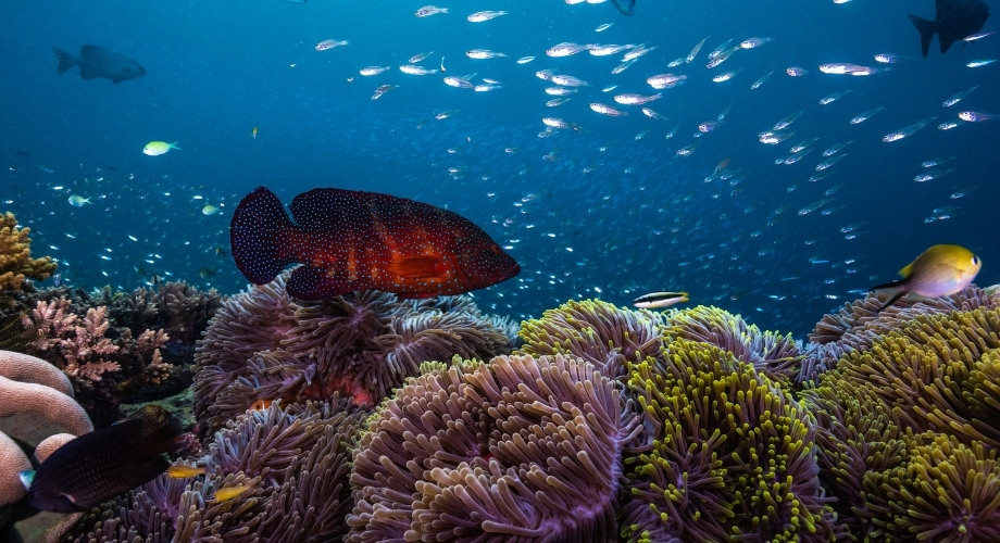 Amazing Coral reefs of the Indian ocean