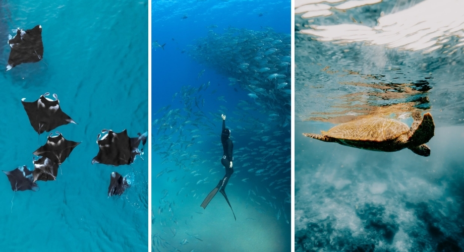 Hanifaru Bay in Baa Atoll during peak manta season as unique activity to do in Maldives